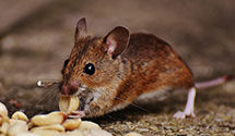 24 Hour & Emergency Exterminators in Westport Addn, IN